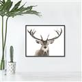 Picture of Deer Antler _GroupedProduct_Rectangle_Landscape_Photography _GroupedProduct_Rectangle_Landscape_Canvas_Framed_