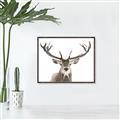 Picture of Deer Antler _GroupedProduct_Rectangle_Landscape_Photography _GroupedProduct_Rectangle_Landscape_Canvas_Framed_