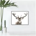 Picture of Deer Antler _GroupedProduct_Rectangle_Landscape_Photography _GroupedProduct_Rectangle_Landscape_Canvas_Framed_
