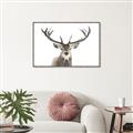 Picture of Deer Antler _GroupedProduct_Rectangle_Landscape_Photography _GroupedProduct_Rectangle_Landscape_Canvas_Framed_