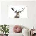 Picture of Deer Antler _GroupedProduct_Rectangle_Landscape_Photography _GroupedProduct_Rectangle_Landscape_Canvas_Framed_