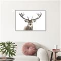 Picture of Deer Antler _GroupedProduct_Rectangle_Landscape_Photography _GroupedProduct_Rectangle_Landscape_Canvas_Framed_
