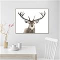 Picture of Deer Antler _GroupedProduct_Rectangle_Landscape_Photography _GroupedProduct_Rectangle_Landscape_Canvas_Framed_