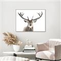 Picture of Deer Antler _GroupedProduct_Rectangle_Landscape_Photography _GroupedProduct_Rectangle_Landscape_Canvas_Framed_