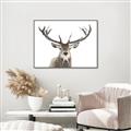 Picture of Deer Antler _GroupedProduct_Rectangle_Landscape_Photography _GroupedProduct_Rectangle_Landscape_Canvas_Framed_