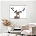 Picture of Deer Antler _GroupedProduct_Rectangle_Landscape_Photography _GroupedProduct_Rectangle_Landscape_Canvas_Framed_