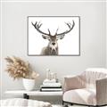 Picture of Deer Antler _GroupedProduct_Rectangle_Landscape_Photography _GroupedProduct_Rectangle_Landscape_Canvas_Framed_