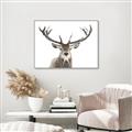 Picture of Deer Antler _GroupedProduct_Rectangle_Landscape_Photography _GroupedProduct_Rectangle_Landscape_Canvas_Framed_