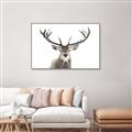 Picture of Deer Antler _GroupedProduct_Rectangle_Landscape_Photography _GroupedProduct_Rectangle_Landscape_Canvas_Framed_