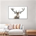 Picture of Deer Antler _GroupedProduct_Rectangle_Landscape_Photography _GroupedProduct_Rectangle_Landscape_Canvas_Framed_