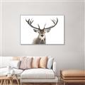 Picture of Deer Antler _GroupedProduct_Rectangle_Landscape_Photography _GroupedProduct_Rectangle_Landscape_Canvas_Framed_