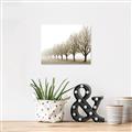 Picture of Lined Up Trees _GroupedProduct_Rectangle_Landscape_Photography _GroupedProduct_Rectangle_Landscape_Unframed_Print_Only_