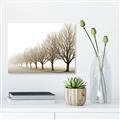 Picture of Lined Up Trees _GroupedProduct_Rectangle_Landscape_Photography _GroupedProduct_Rectangle_Landscape_Unframed_Print_Only_