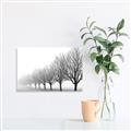 Picture of Lined Up Trees _GroupedProduct_Rectangle_Landscape_Photography _GroupedProduct_Rectangle_Landscape_Unframed_Print_Only_