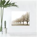 Picture of Lined Up Trees _GroupedProduct_Rectangle_Landscape_Photography _GroupedProduct_Rectangle_Landscape_Unframed_Print_Only_