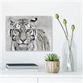 Picture of Big Tiger _GroupedProduct_Rectangle_Landscape_Photography _GroupedProduct_Rectangle_Landscape_Unframed_Print_Only_