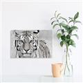 Picture of Big Tiger _GroupedProduct_Rectangle_Landscape_Photography _GroupedProduct_Rectangle_Landscape_Unframed_Print_Only_