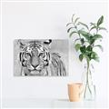Picture of Big Tiger _GroupedProduct_Rectangle_Landscape_Photography _GroupedProduct_Rectangle_Landscape_Unframed_Print_Only_