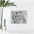 Picture of Big Tiger _GroupedProduct_Rectangle_Landscape_Photography _GroupedProduct_Rectangle_Landscape_Unframed_Print_Only_