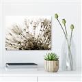 Picture of Dandilion bliss _GroupedProduct_Rectangle_Landscape_Photography _GroupedProduct_Rectangle_Landscape_Unframed_Print_Only_
