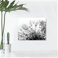 Picture of Dandilion bliss _GroupedProduct_Rectangle_Landscape_Photography _GroupedProduct_Rectangle_Landscape_Unframed_Print_Only_