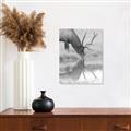 Picture of Elk in the Wild _GroupedProduct_Rectangle_Portrait_Photography _GroupedProduct_Rectangle_Portrait_Unframed_Print_Only_