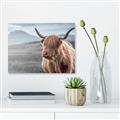Picture of Furry highland cow _GroupedProduct_Rectangle_Landscape_Photography _GroupedProduct_Rectangle_Landscape_Unframed_Print_Only_