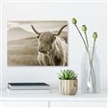 Picture of Furry highland cow _GroupedProduct_Rectangle_Landscape_Photography _GroupedProduct_Rectangle_Landscape_Unframed_Print_Only_
