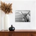 Picture of Furry highland cow _GroupedProduct_Rectangle_Landscape_Photography _GroupedProduct_Rectangle_Landscape_Unframed_Print_Only_