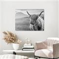 Picture of Furry highland cow _GroupedProduct_Rectangle_Landscape_Photography _GroupedProduct_Rectangle_Landscape_Unframed_Print_Only_