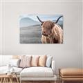 Picture of Furry highland cow _GroupedProduct_Rectangle_Landscape_Photography _GroupedProduct_Rectangle_Landscape_Unframed_Print_Only_