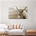 Picture of Furry highland cow _GroupedProduct_Rectangle_Landscape_Photography _GroupedProduct_Rectangle_Landscape_Unframed_Print_Only_