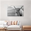 Picture of Furry highland cow _GroupedProduct_Rectangle_Landscape_Photography _GroupedProduct_Rectangle_Landscape_Unframed_Print_Only_
