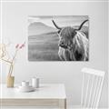 Picture of Furry highland cow _GroupedProduct_Rectangle_Landscape_Photography _GroupedProduct_Rectangle_Landscape_Unframed_Print_Only_