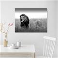 Picture of The Lion King _GroupedProduct_Rectangle_Landscape_Photography _GroupedProduct_Rectangle_Landscape_Unframed_Print_Only_