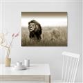Picture of The Lion King _GroupedProduct_Rectangle_Landscape_Photography _GroupedProduct_Rectangle_Landscape_Unframed_Print_Only_