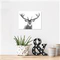 Picture of Deer Antler _GroupedProduct_Rectangle_Landscape_Photography _GroupedProduct_Rectangle_Landscape_Unframed_Print_Only_