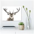 Picture of Deer Antler _GroupedProduct_Rectangle_Landscape_Photography _GroupedProduct_Rectangle_Landscape_Unframed_Print_Only_