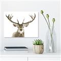 Picture of Deer Antler _GroupedProduct_Rectangle_Landscape_Photography _GroupedProduct_Rectangle_Landscape_Unframed_Print_Only_