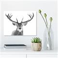 Picture of Deer Antler _GroupedProduct_Rectangle_Landscape_Photography _GroupedProduct_Rectangle_Landscape_Unframed_Print_Only_