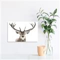 Picture of Deer Antler _GroupedProduct_Rectangle_Landscape_Photography _GroupedProduct_Rectangle_Landscape_Unframed_Print_Only_