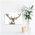 Picture of Deer Antler _GroupedProduct_Rectangle_Landscape_Photography _GroupedProduct_Rectangle_Landscape_Unframed_Print_Only_