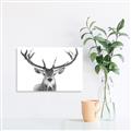 Picture of Deer Antler _GroupedProduct_Rectangle_Landscape_Photography _GroupedProduct_Rectangle_Landscape_Unframed_Print_Only_