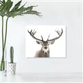 Picture of Deer Antler _GroupedProduct_Rectangle_Landscape_Photography _GroupedProduct_Rectangle_Landscape_Unframed_Print_Only_