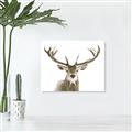 Picture of Deer Antler _GroupedProduct_Rectangle_Landscape_Photography _GroupedProduct_Rectangle_Landscape_Unframed_Print_Only_