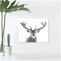 Picture of Deer Antler _GroupedProduct_Rectangle_Landscape_Photography _GroupedProduct_Rectangle_Landscape_Unframed_Print_Only_