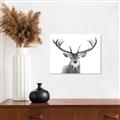 Picture of Deer Antler _GroupedProduct_Rectangle_Landscape_Photography _GroupedProduct_Rectangle_Landscape_Unframed_Print_Only_