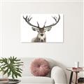 Picture of Deer Antler _GroupedProduct_Rectangle_Landscape_Photography _GroupedProduct_Rectangle_Landscape_Unframed_Print_Only_