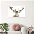 Picture of Deer Antler _GroupedProduct_Rectangle_Landscape_Photography _GroupedProduct_Rectangle_Landscape_Unframed_Print_Only_