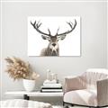 Picture of Deer Antler _GroupedProduct_Rectangle_Landscape_Photography _GroupedProduct_Rectangle_Landscape_Unframed_Print_Only_
